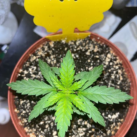 Plant-it at the disco growlog timeline photo