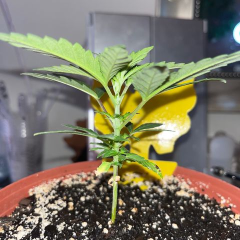 Plant-it at the disco growlog timeline photo