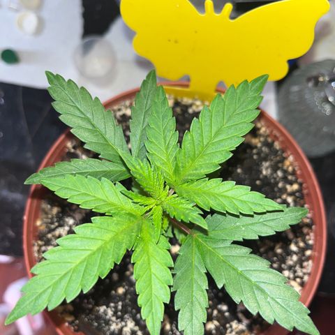Plant-it at the disco growlog timeline photo