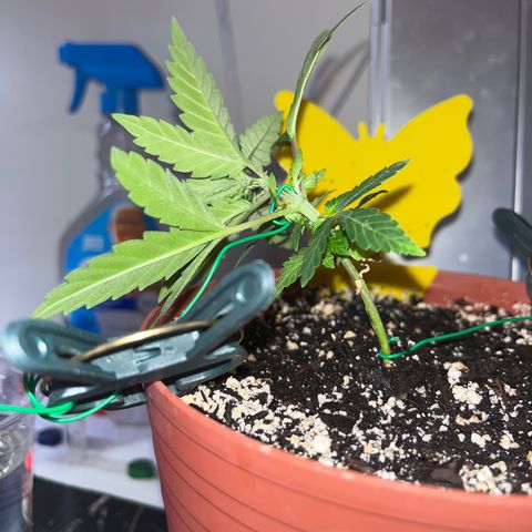 Plant-it at the disco growlog timeline photo
