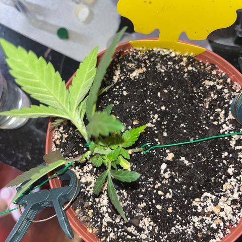 Plant-it at the disco growlog timeline photo