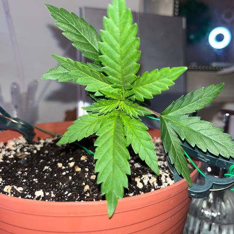 Plant-it at the disco growlog timeline photo