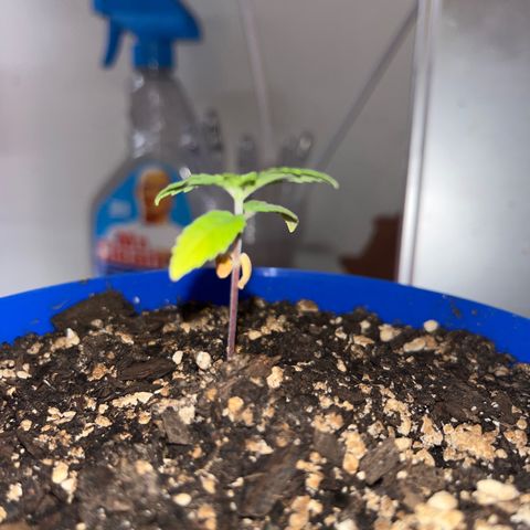 Weedney Houston  growlog timeline photo