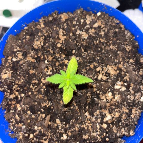 Weedney Houston  growlog timeline photo