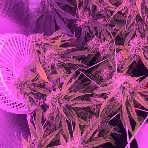 Amy Weedhouse growlog timeline photo