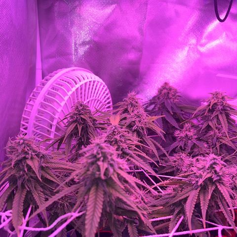 Amy Weedhouse growlog timeline photo