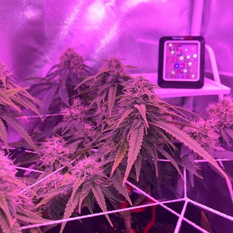 CannaBusta Rhymes  growlog timeline photo