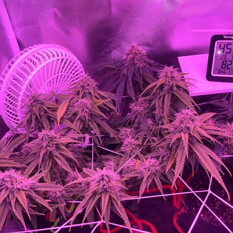 CannaBusta Rhymes  growlog timeline photo