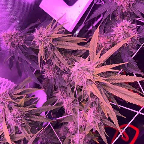 CannaBusta Rhymes  growlog timeline photo