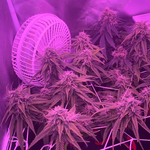 Amy Weedhouse growlog timeline photo