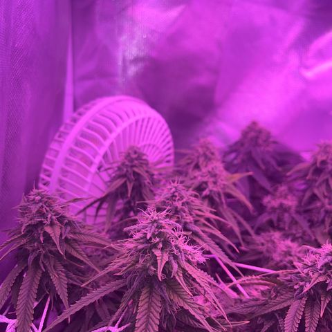 Amy Weedhouse growlog timeline photo
