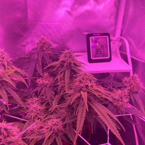 CannaBusta Rhymes  growlog timeline photo