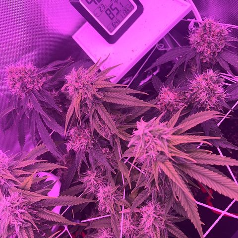 CannaBusta Rhymes  growlog timeline photo
