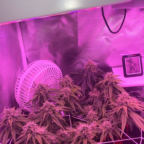 CannaBusta Rhymes  growlog timeline photo