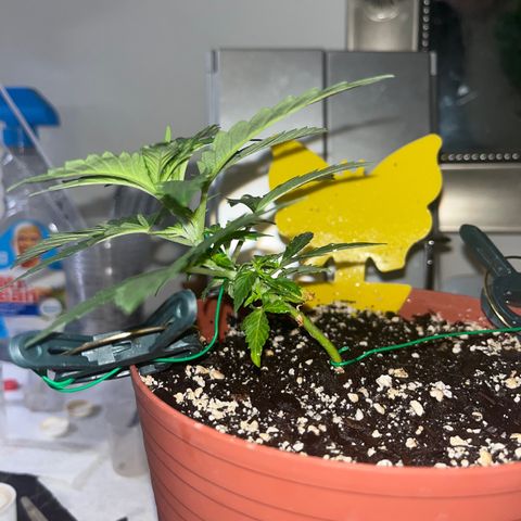 Plant-it at the disco growlog timeline photo