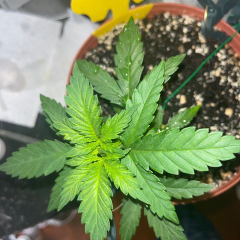 Plant-it at the disco growlog timeline photo