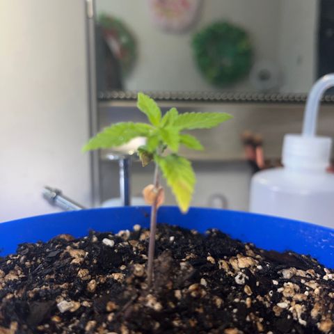 Weedney Houston  growlog timeline photo
