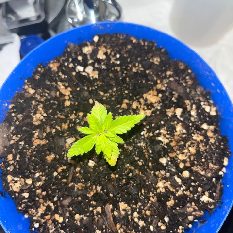 Weedney Houston  growlog timeline photo