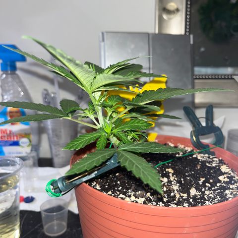 Plant-it at the disco growlog timeline photo