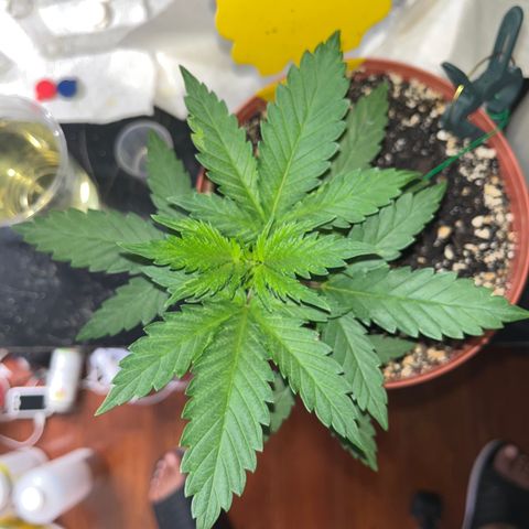 Plant-it at the disco growlog timeline photo