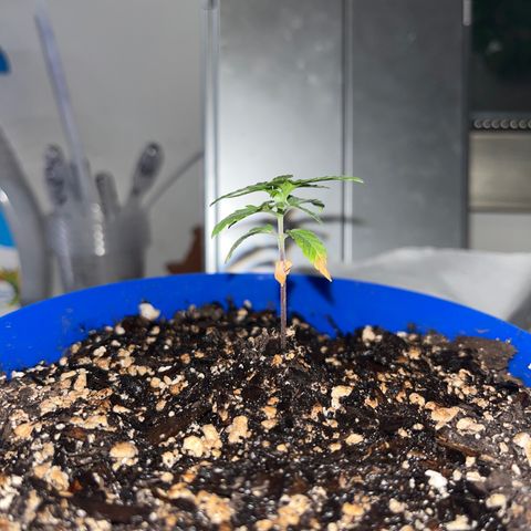 Weedney Houston  growlog timeline photo