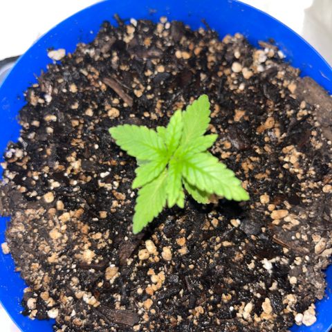 Weedney Houston  growlog timeline photo