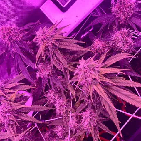 CannaBusta Rhymes  growlog timeline photo