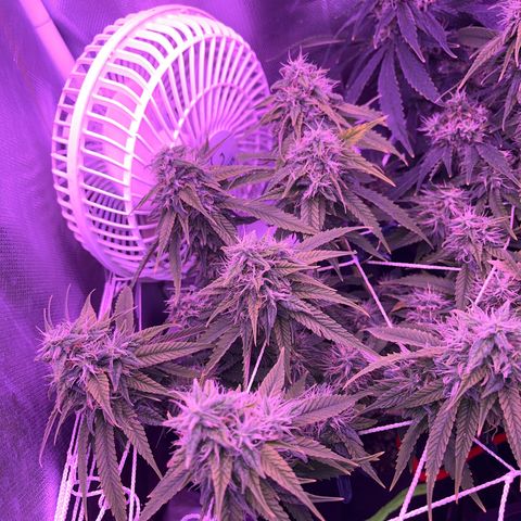 Amy Weedhouse growlog timeline photo