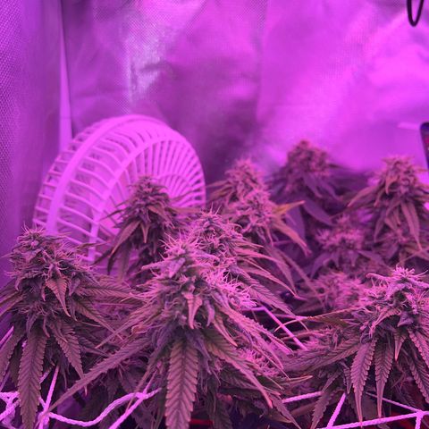Amy Weedhouse growlog timeline photo