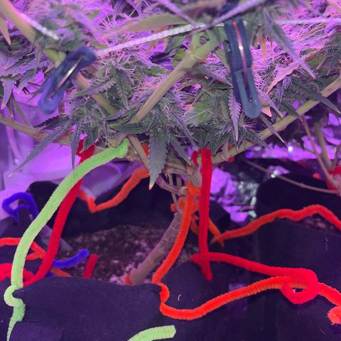 Amy Weedhouse growlog timeline photo