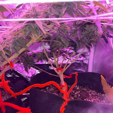 CannaBusta Rhymes  growlog timeline photo