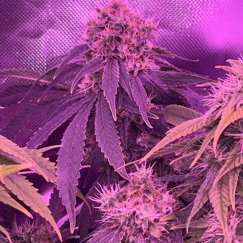 CannaBusta Rhymes  growlog timeline photo