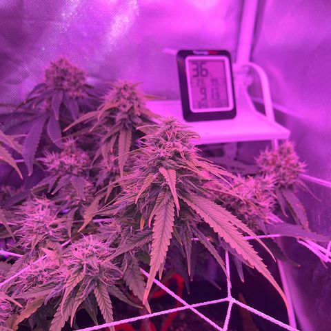 CannaBusta Rhymes  growlog timeline photo