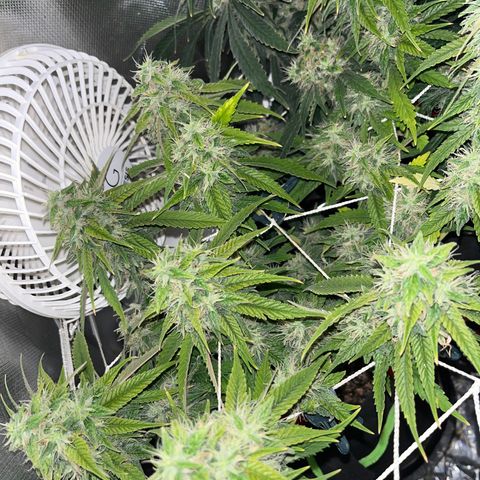 Amy Weedhouse growlog timeline photo