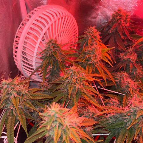 Amy Weedhouse growlog timeline photo