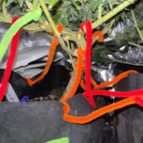 Amy Weedhouse growlog timeline photo