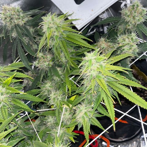 CannaBusta Rhymes  growlog timeline photo