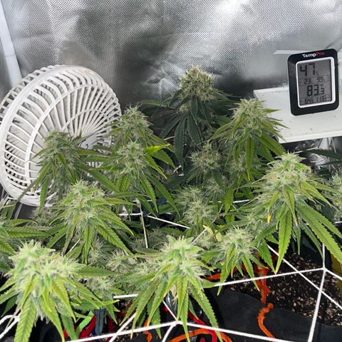 CannaBusta Rhymes  growlog timeline photo