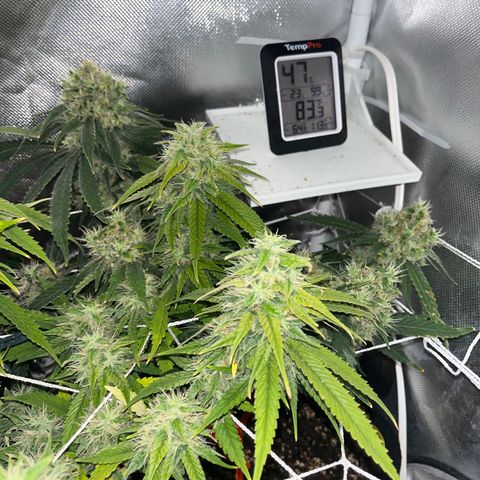 CannaBusta Rhymes  growlog timeline photo