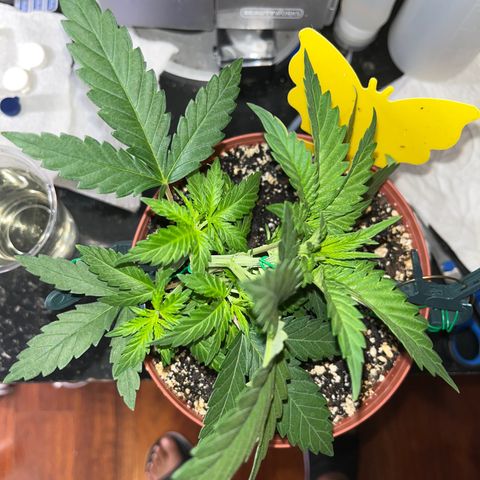Plant-it at the disco growlog timeline photo