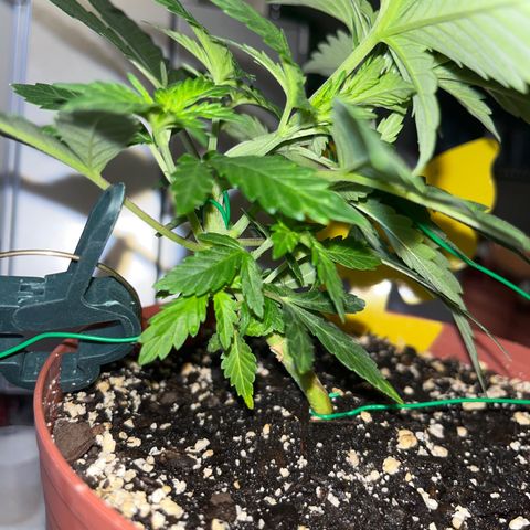 Plant-it at the disco growlog timeline photo