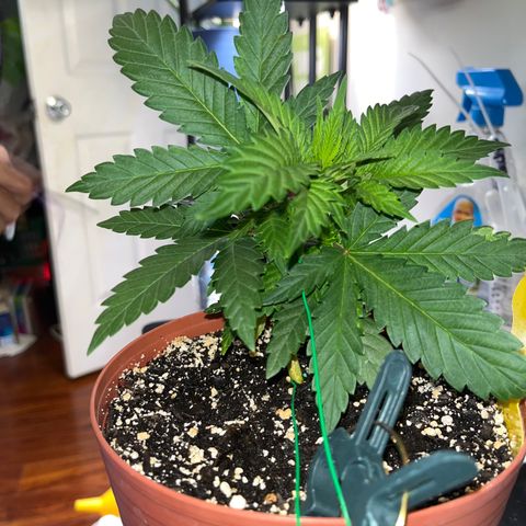 Plant-it at the disco growlog timeline photo