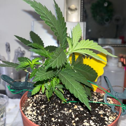 Plant-it at the disco growlog timeline photo
