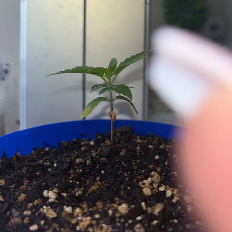 Weedney Houston  growlog timeline photo