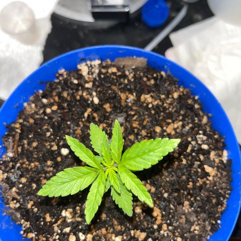 Weedney Houston  growlog timeline photo