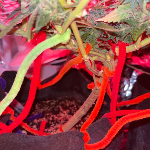 Amy Weedhouse growlog timeline photo