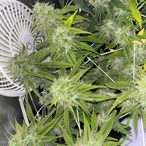 Amy Weedhouse growlog timeline photo