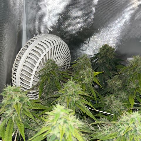 Amy Weedhouse growlog timeline photo