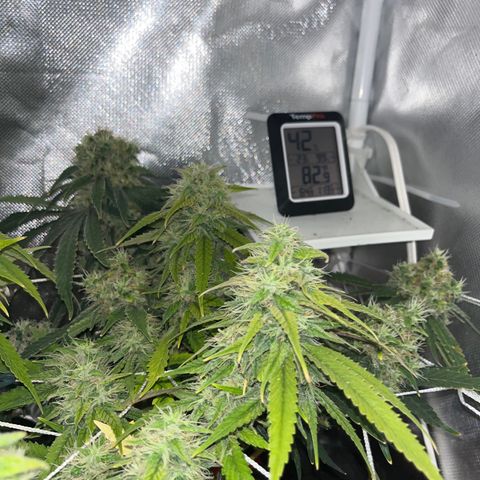 CannaBusta Rhymes  growlog timeline photo