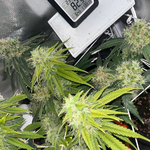 CannaBusta Rhymes  growlog timeline photo